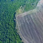 DEFORESTACIÓN EN LA AMAZONÍA