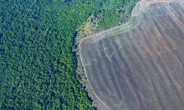 DEFORESTACIÓN EN LA AMAZONÍA